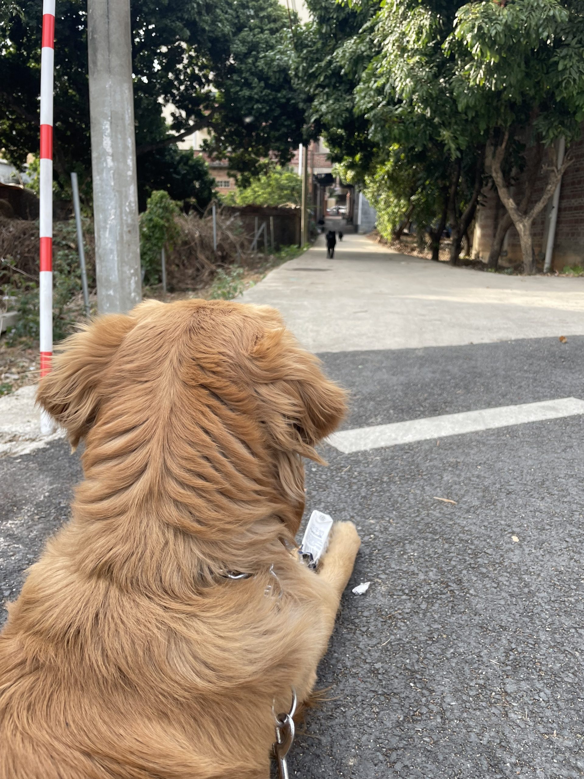 遛别人家的狗狗